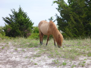 Horse on the island across from downtown Beaufort.